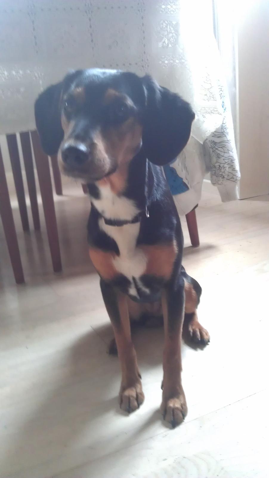 Blanding af racer Nalah billede 3