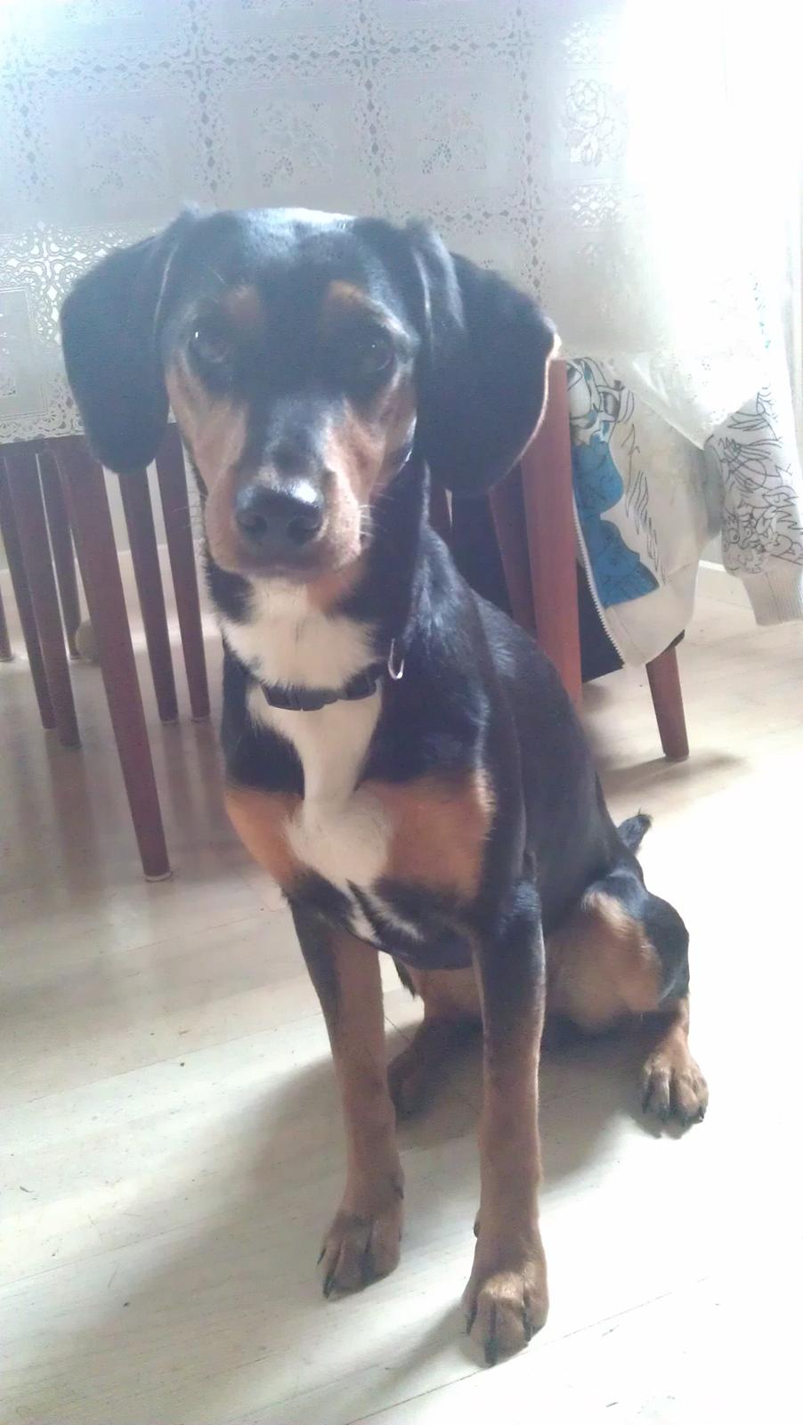 Blanding af racer Nalah billede 4