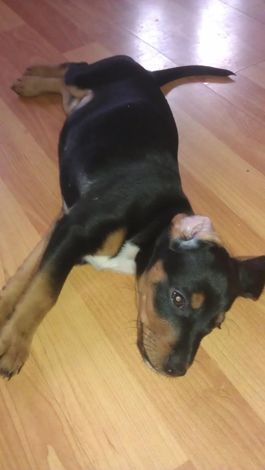 Blanding af racer Nalah billede 13