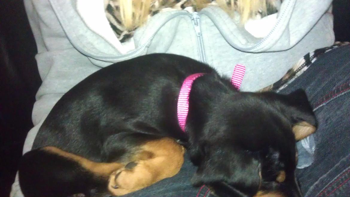 Blanding af racer Nalah billede 14