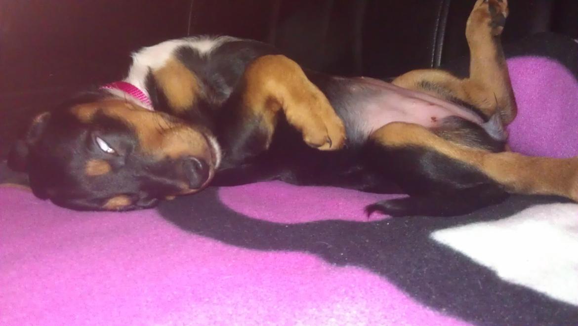 Blanding af racer Nalah billede 15