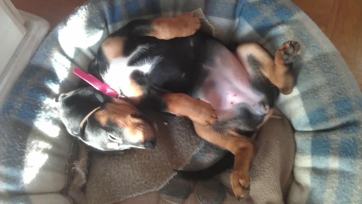 Blanding af racer Nalah billede 16