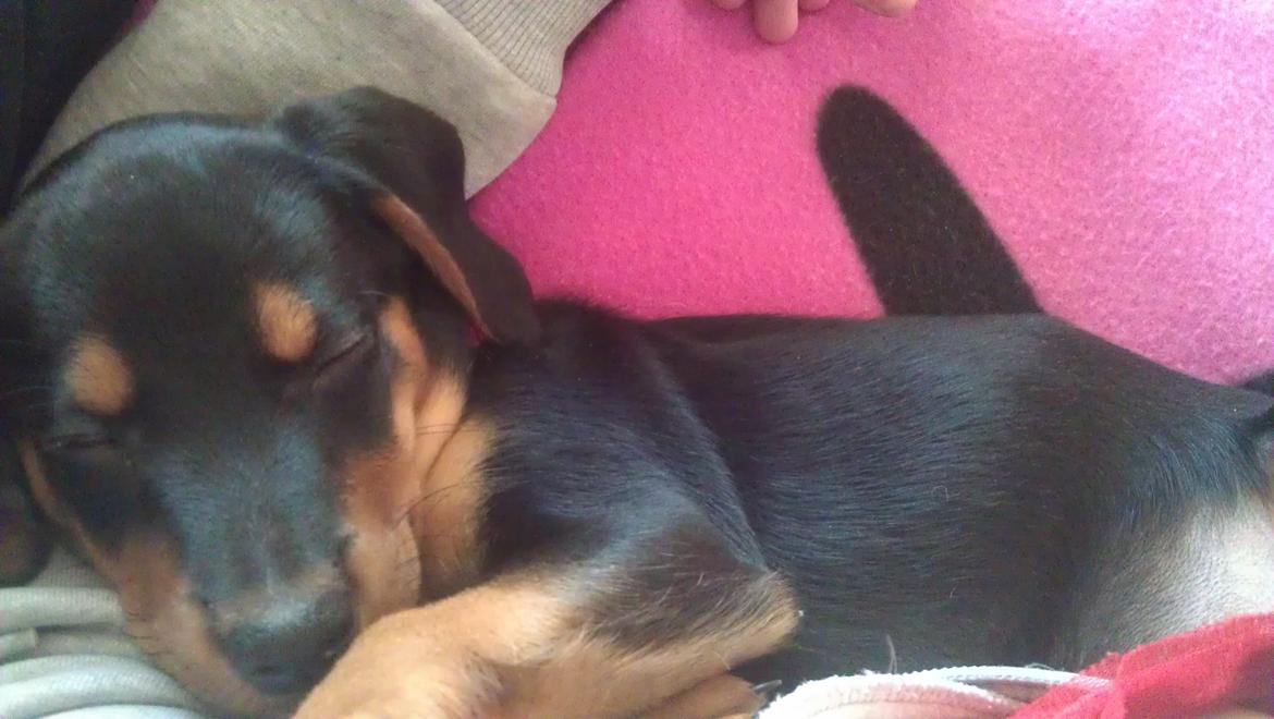 Blanding af racer Nalah billede 17