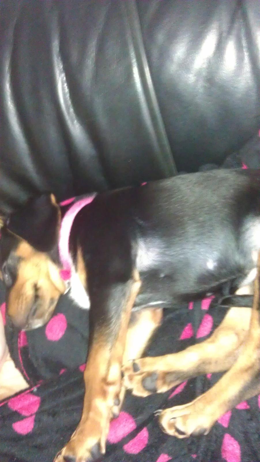 Blanding af racer Nalah billede 18