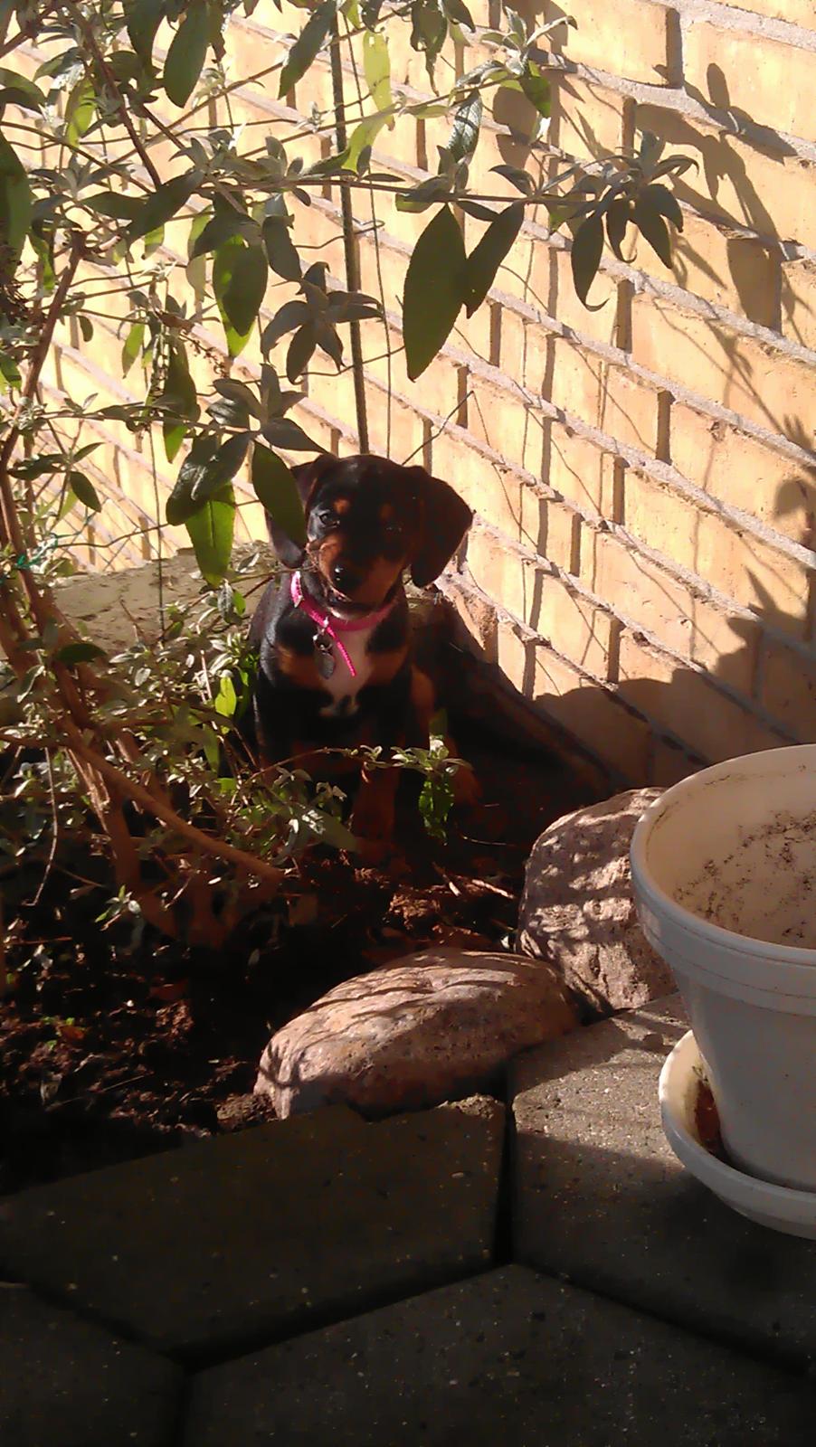 Blanding af racer Nalah billede 19