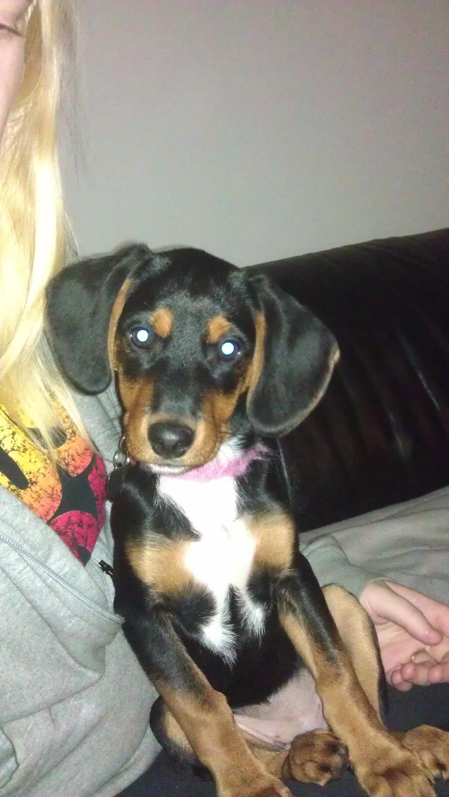 Blanding af racer Nalah billede 20