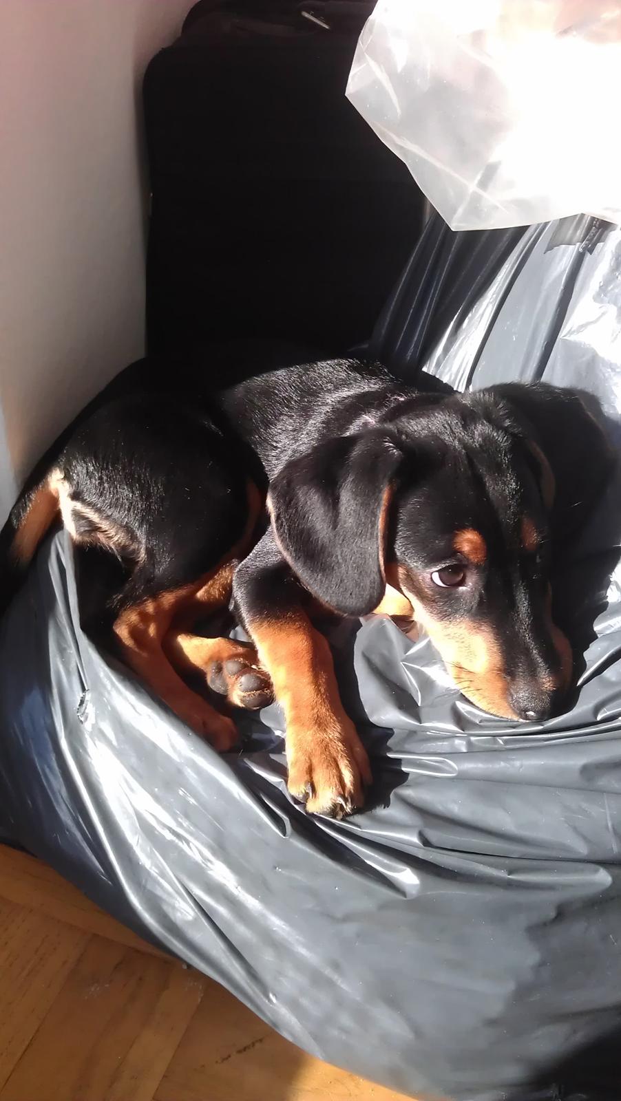 Blanding af racer Nalah billede 21