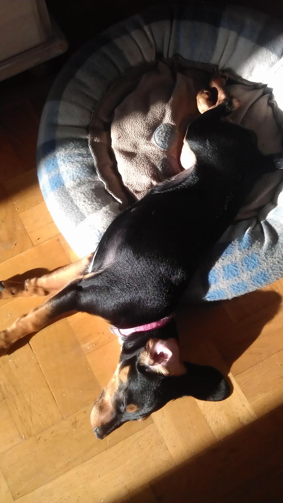 Blanding af racer Nalah billede 22