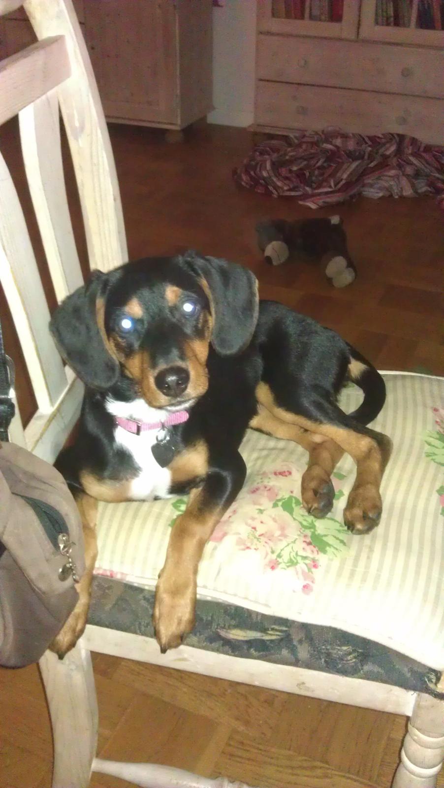 Blanding af racer Nalah billede 23