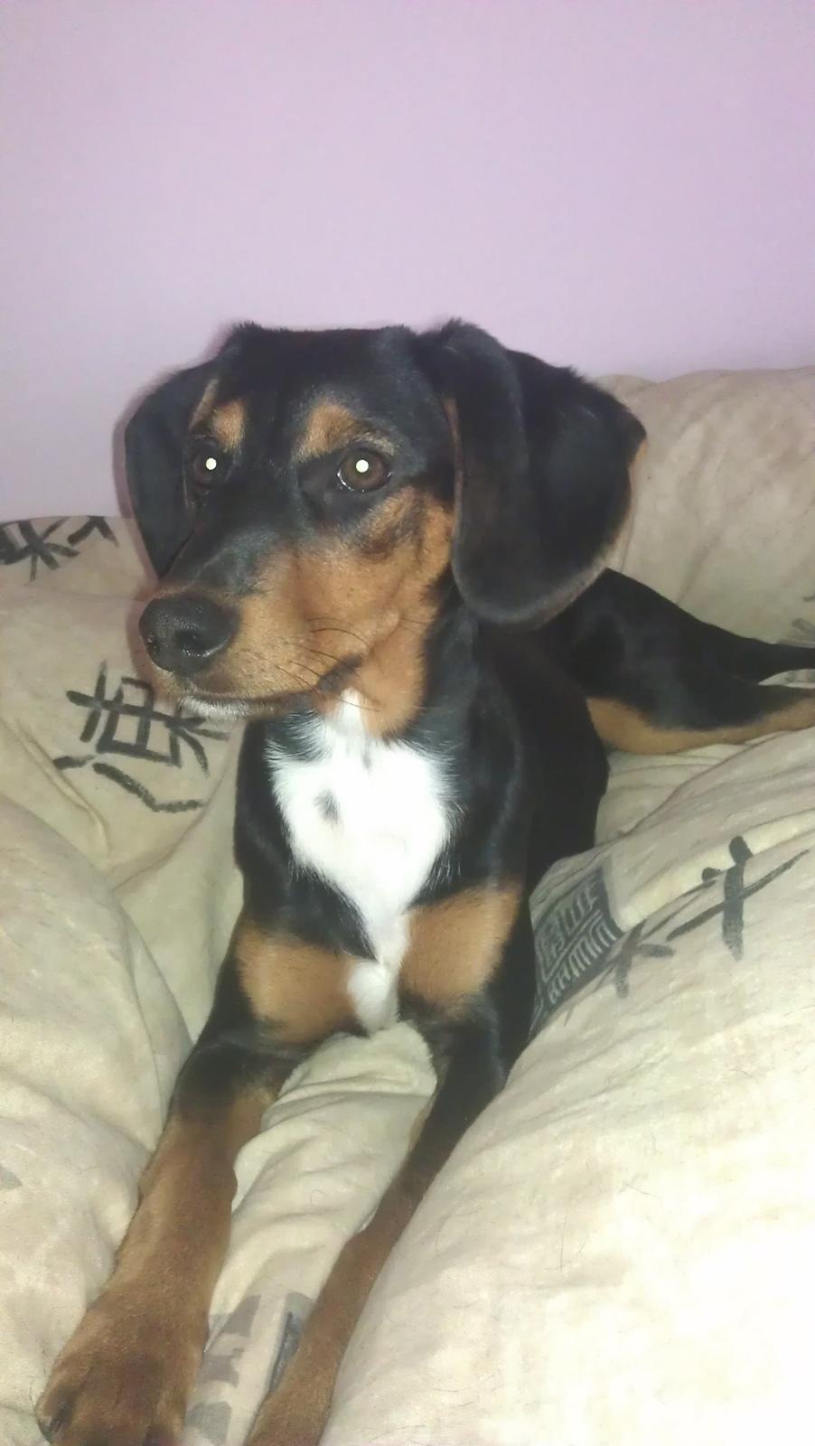 Blanding af racer Nalah billede 9