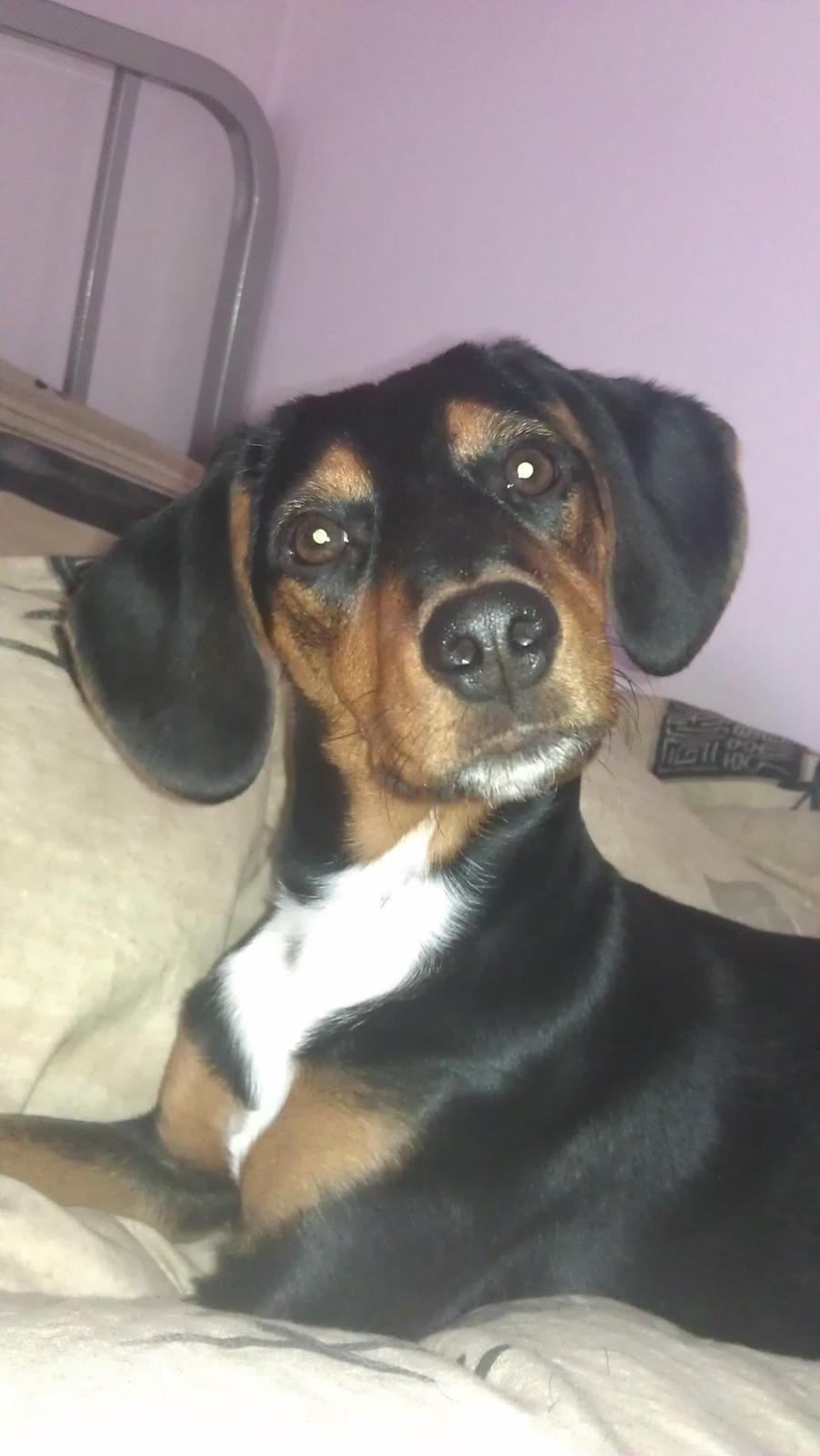 Blanding af racer Nalah billede 11