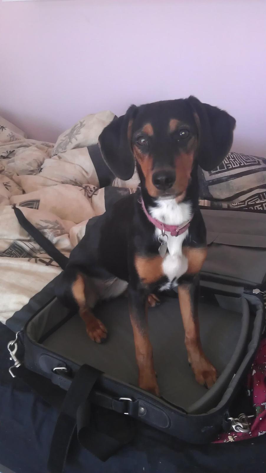 Blanding af racer Nalah billede 12