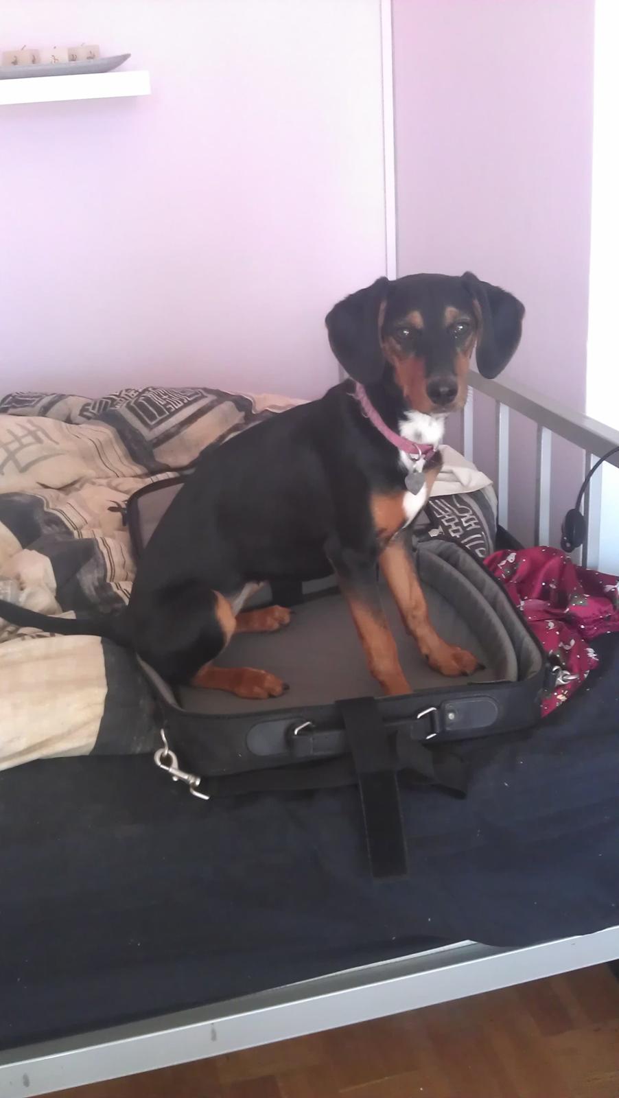 Blanding af racer Nalah billede 8