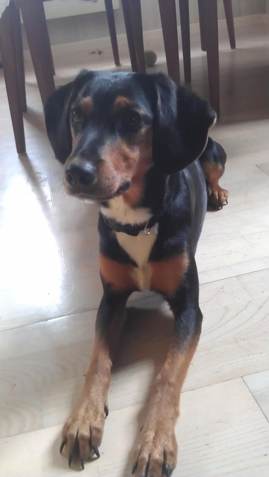 Blanding af racer Nalah billede 2