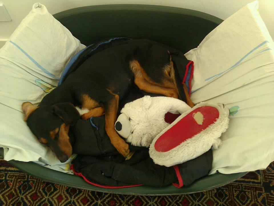 Blanding af racer Nalah billede 1