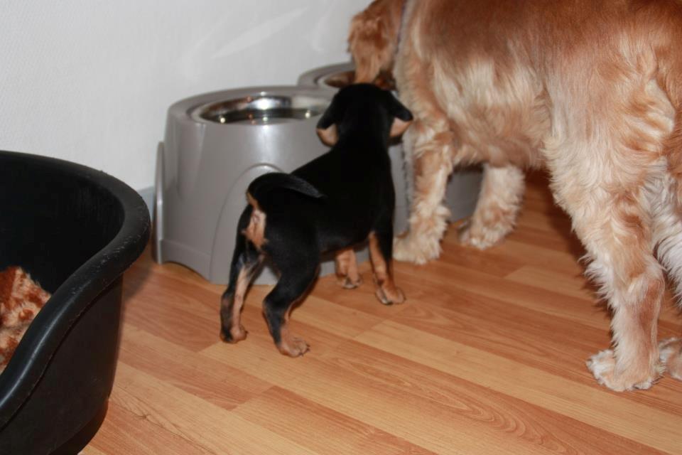 Blanding af racer Nalah billede 28