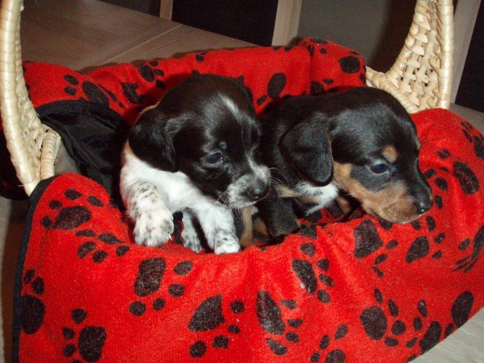 Blanding af racer Nalah billede 31