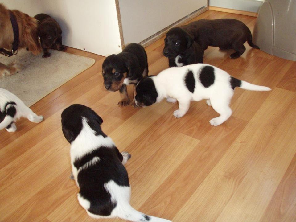 Blanding af racer Nalah billede 34