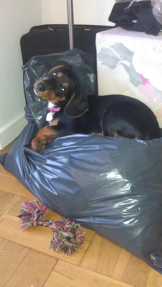 Blanding af racer Nalah billede 24