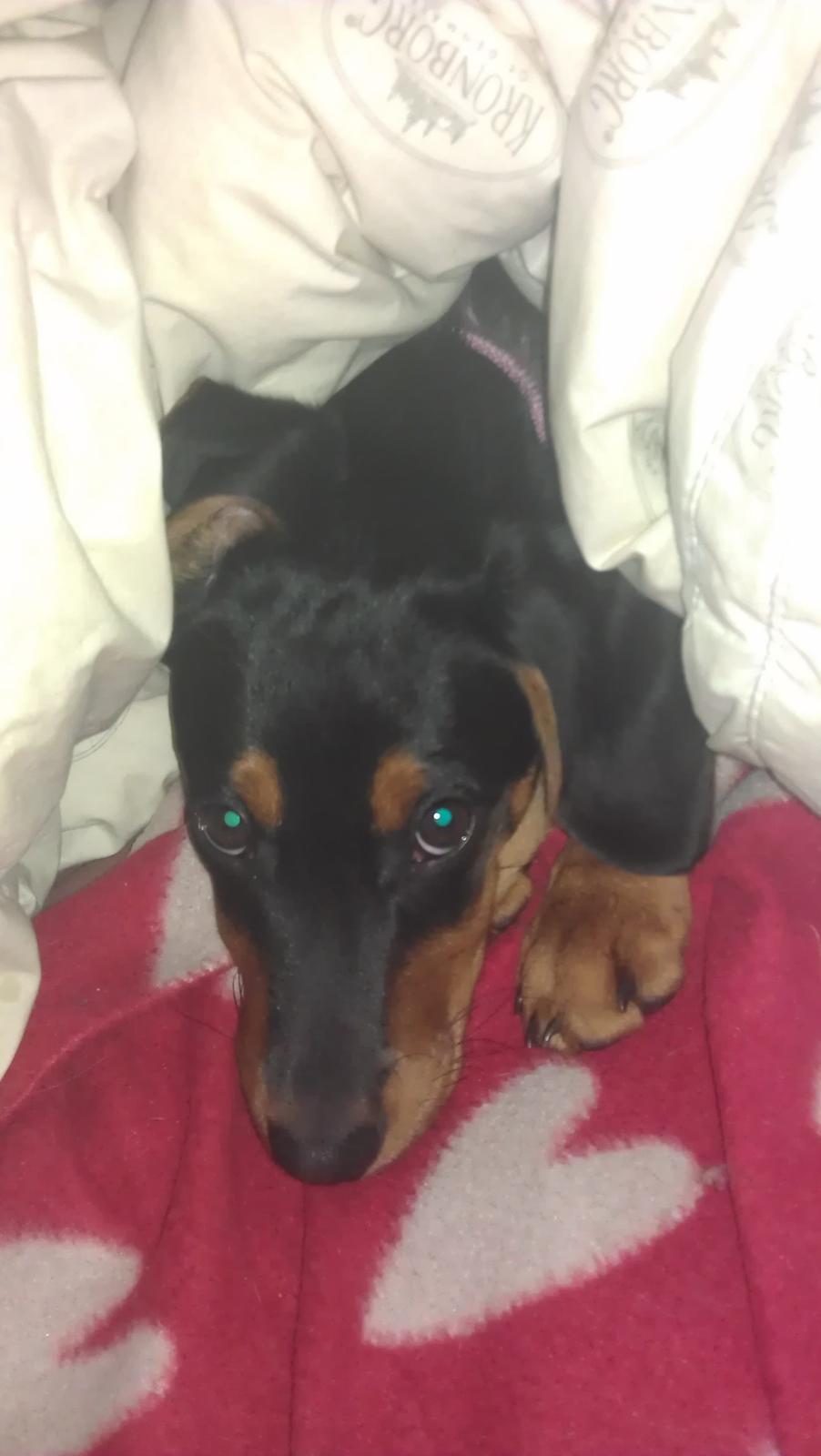 Blanding af racer Nalah billede 26