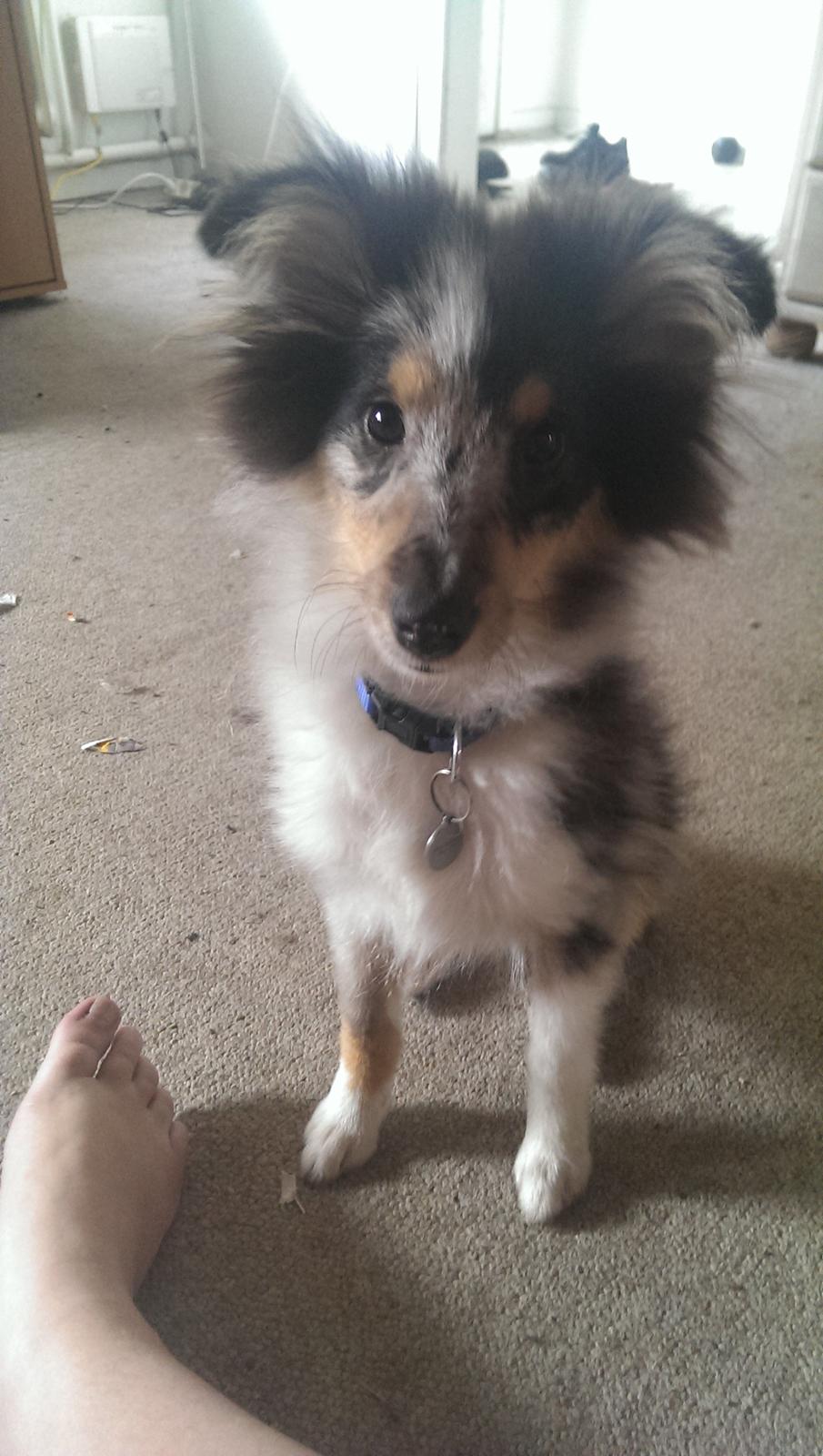 Shetland sheepdog Meeko - Ca. 5 mdr billede 32