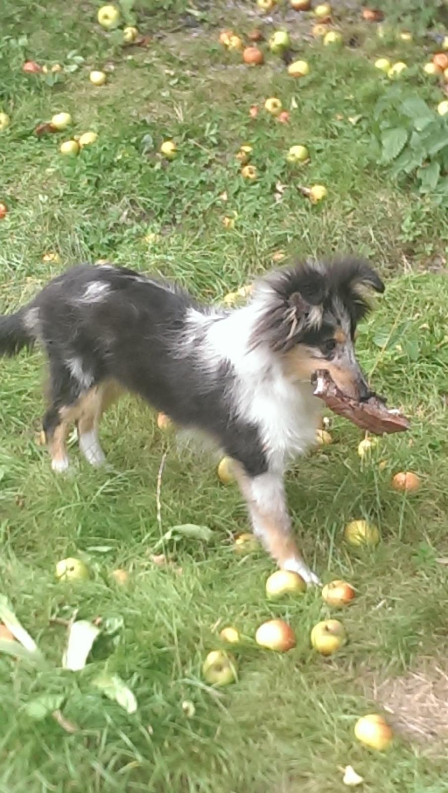 Shetland sheepdog Meeko - Hygger med ben i haven billede 29
