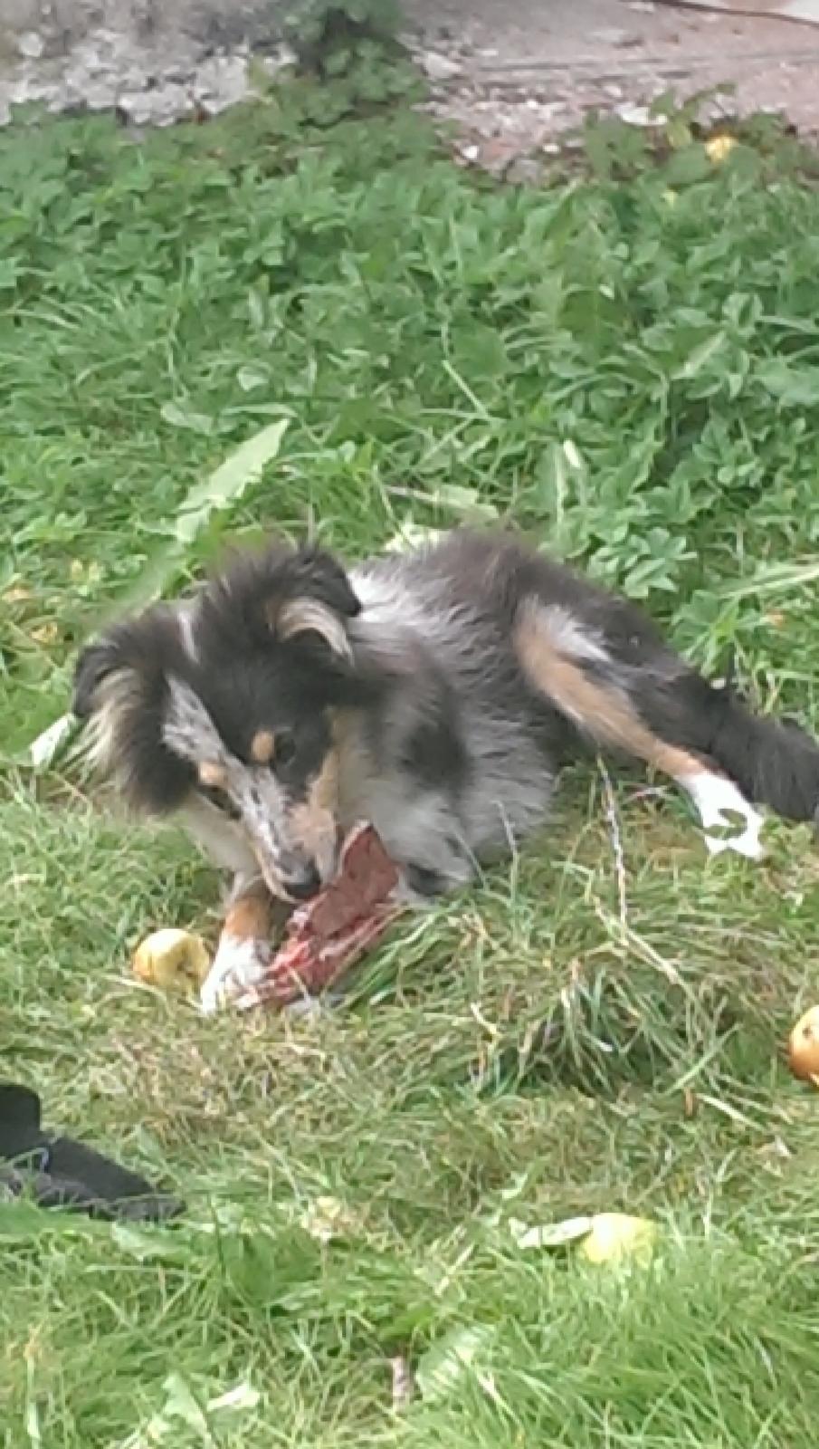 Shetland sheepdog Meeko - Hygger med ben i haven billede 28