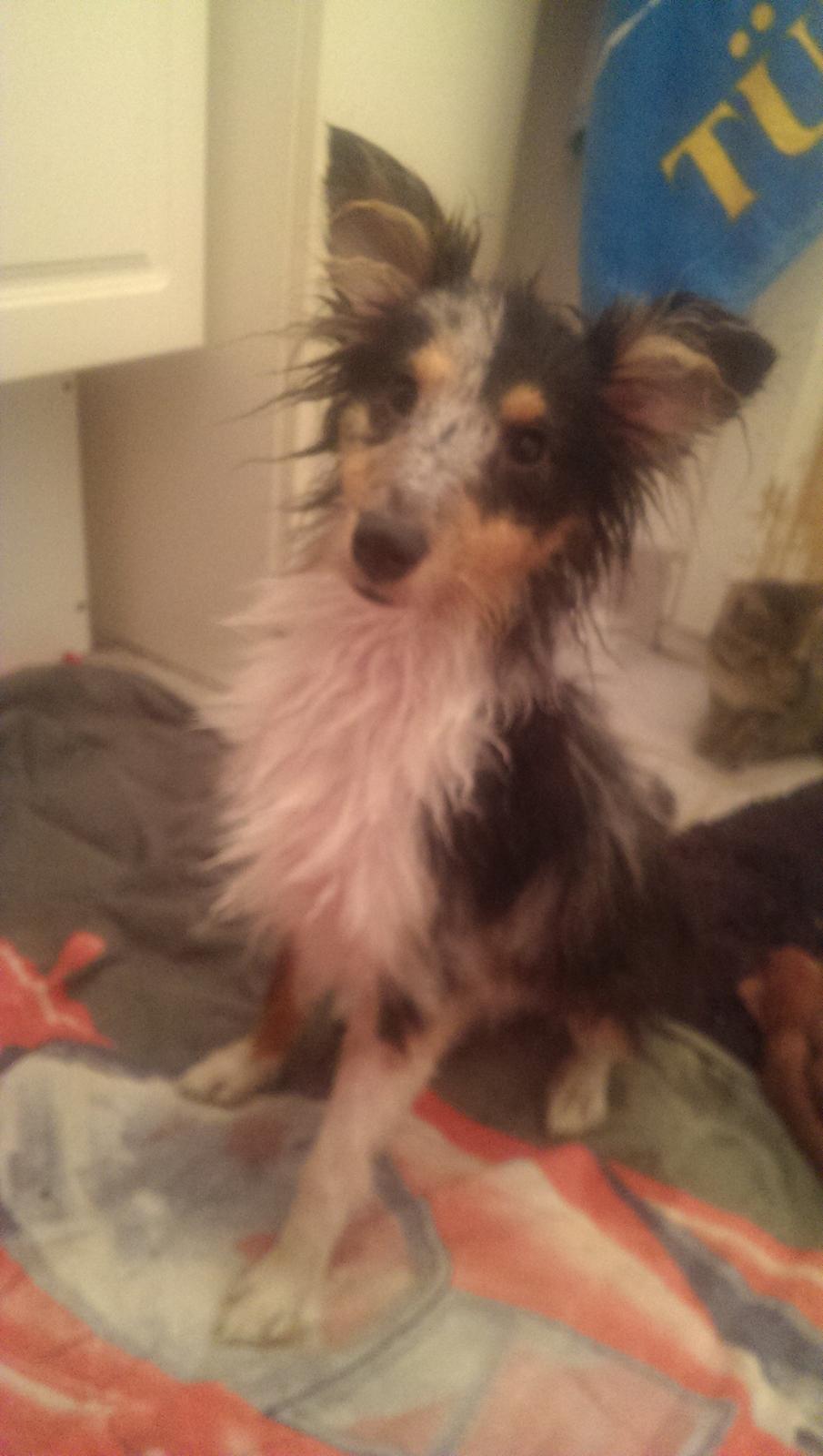 Shetland sheepdog Meeko - Utilfreds over lige at have været i bad xD billede 30