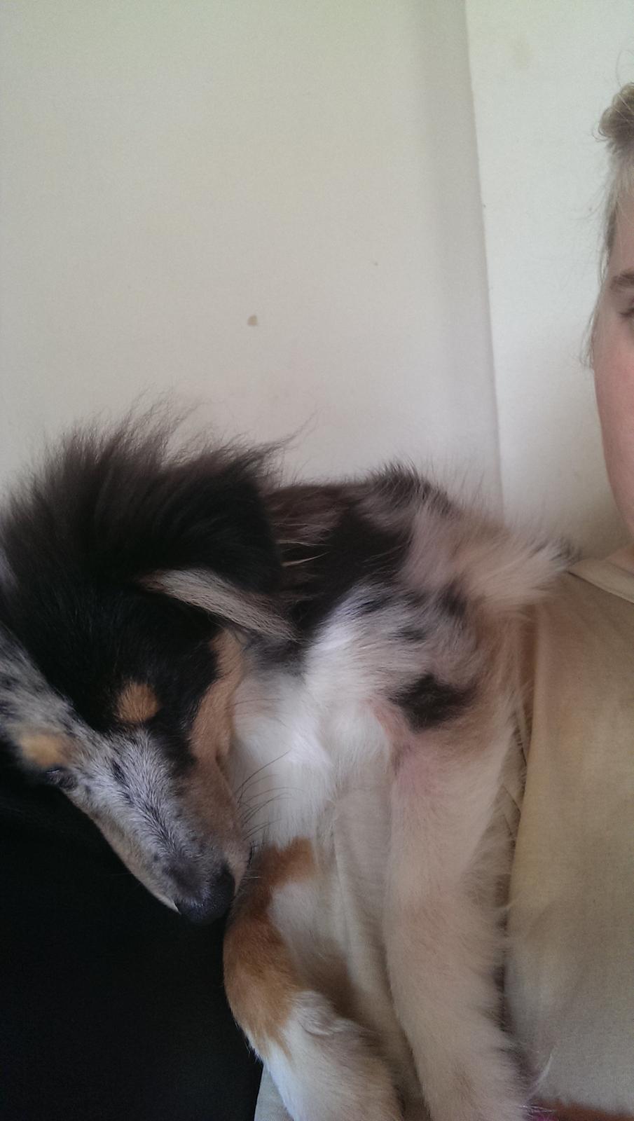 Shetland sheepdog Meeko - Man blev lige træt billede 26