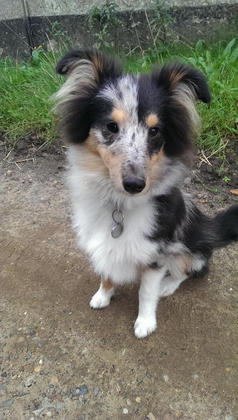 Shetland sheepdog Meeko - Ude og gå lang tur med lidt træning billede 24