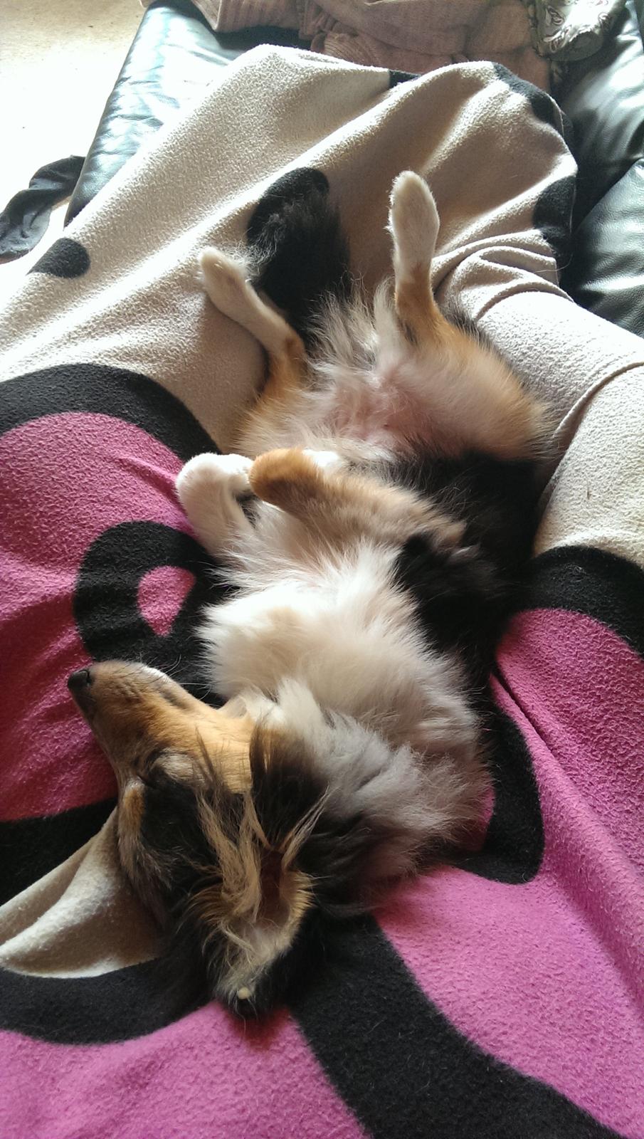 Shetland sheepdog Meeko billede 31