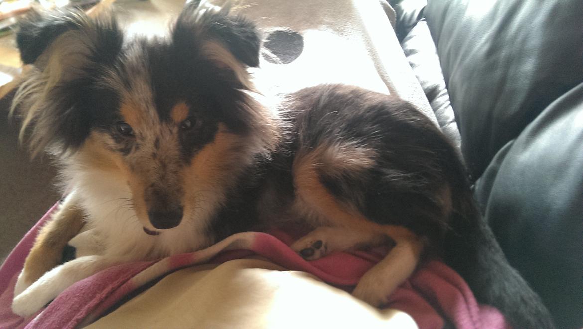 Shetland sheepdog Meeko - Ligger og hygger med mor <3 billede 25