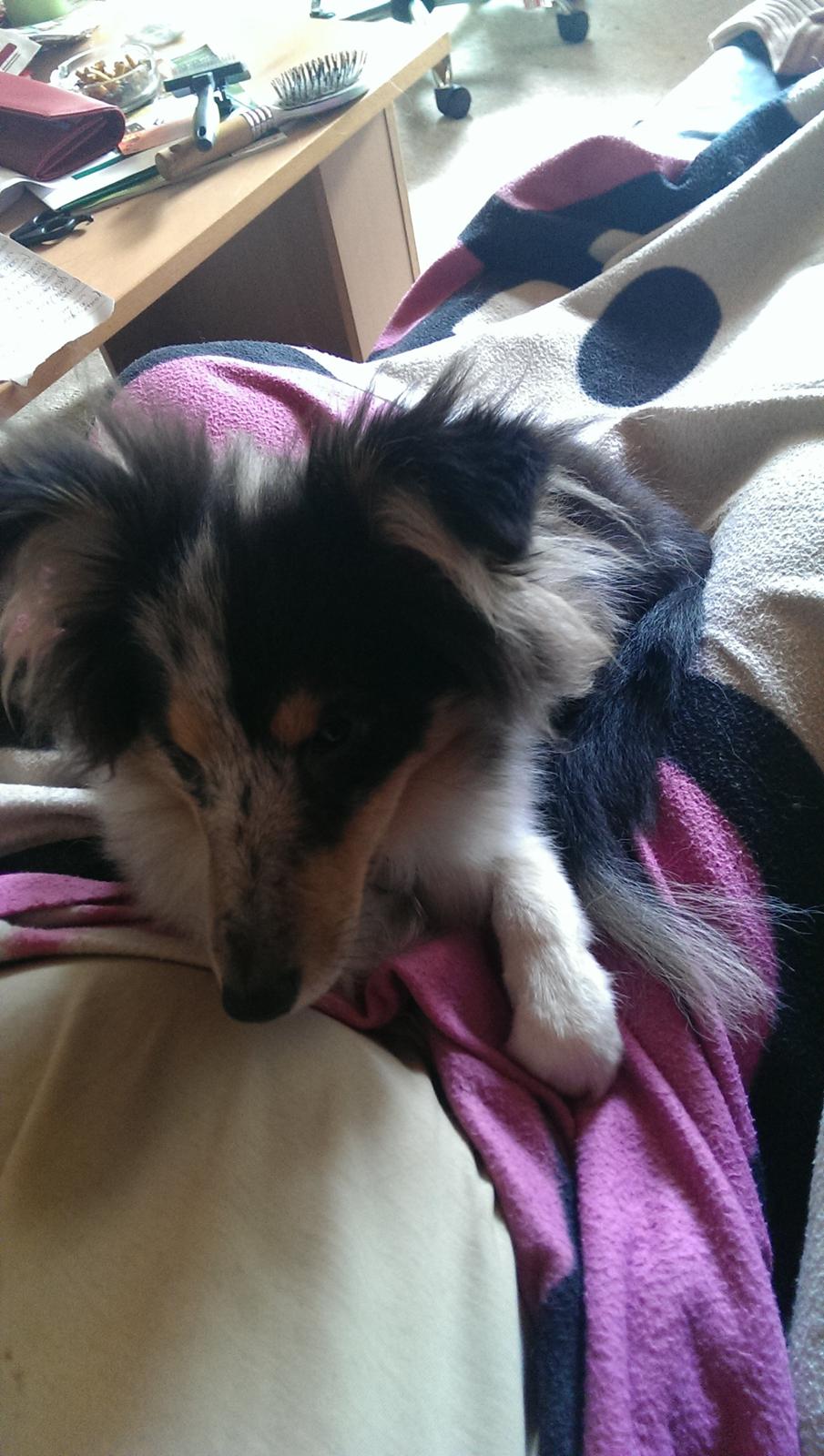 Shetland sheepdog Meeko - Hygger med mor <3 billede 20