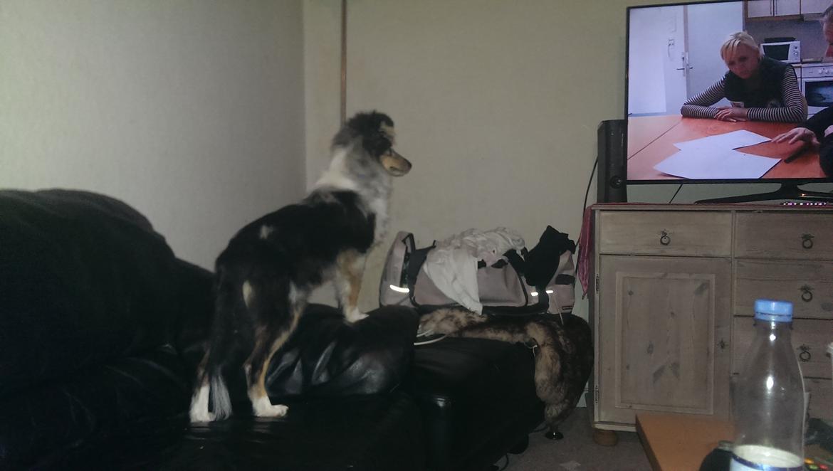 Shetland sheepdog Meeko - Ser dyreværnet xD billede 23