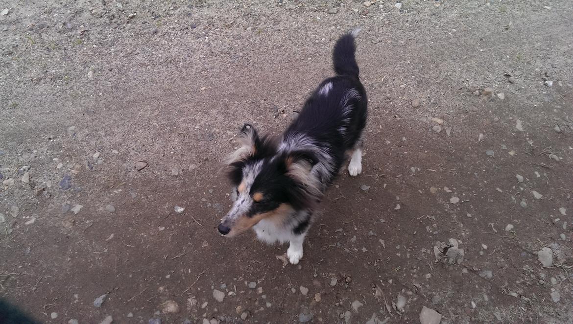 Shetland sheepdog Meeko - Knapt ½ år billede 22