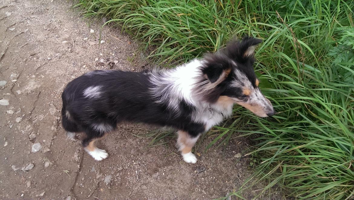Shetland sheepdog Meeko - Knapt ½ år billede 21