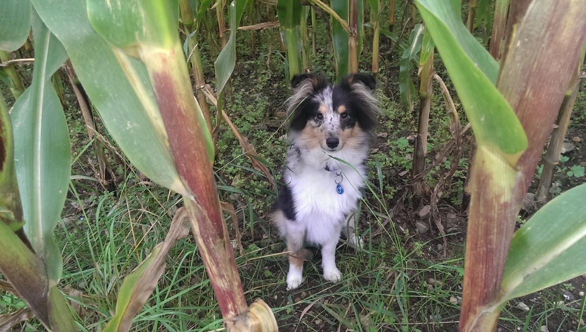 Shetland sheepdog Meeko billede 27