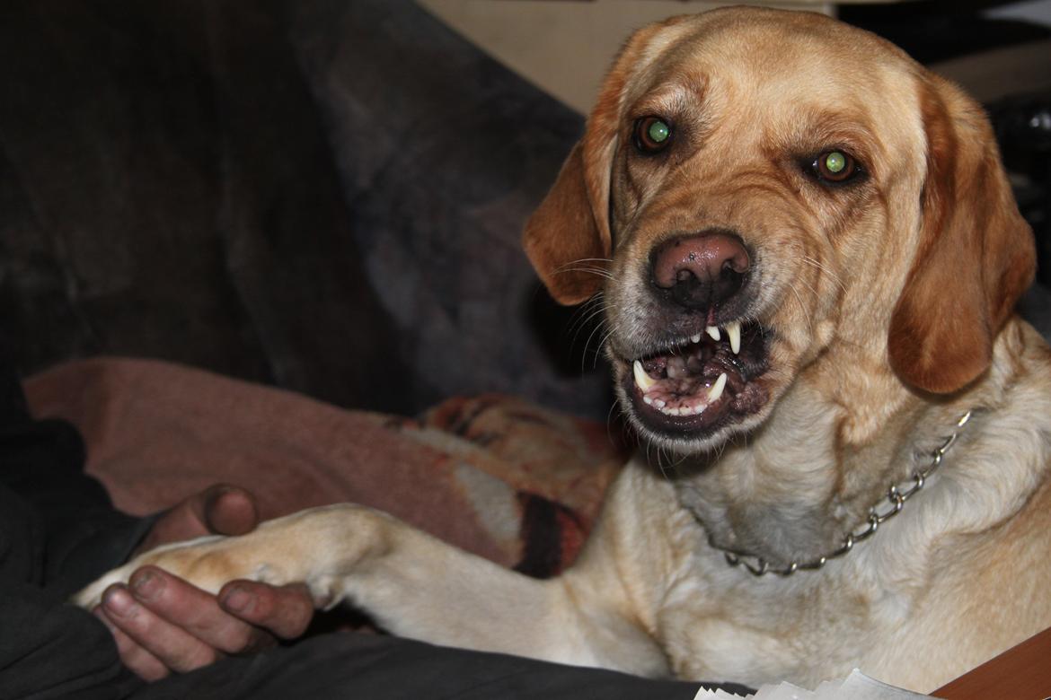 Blanding af racer lady billede 4