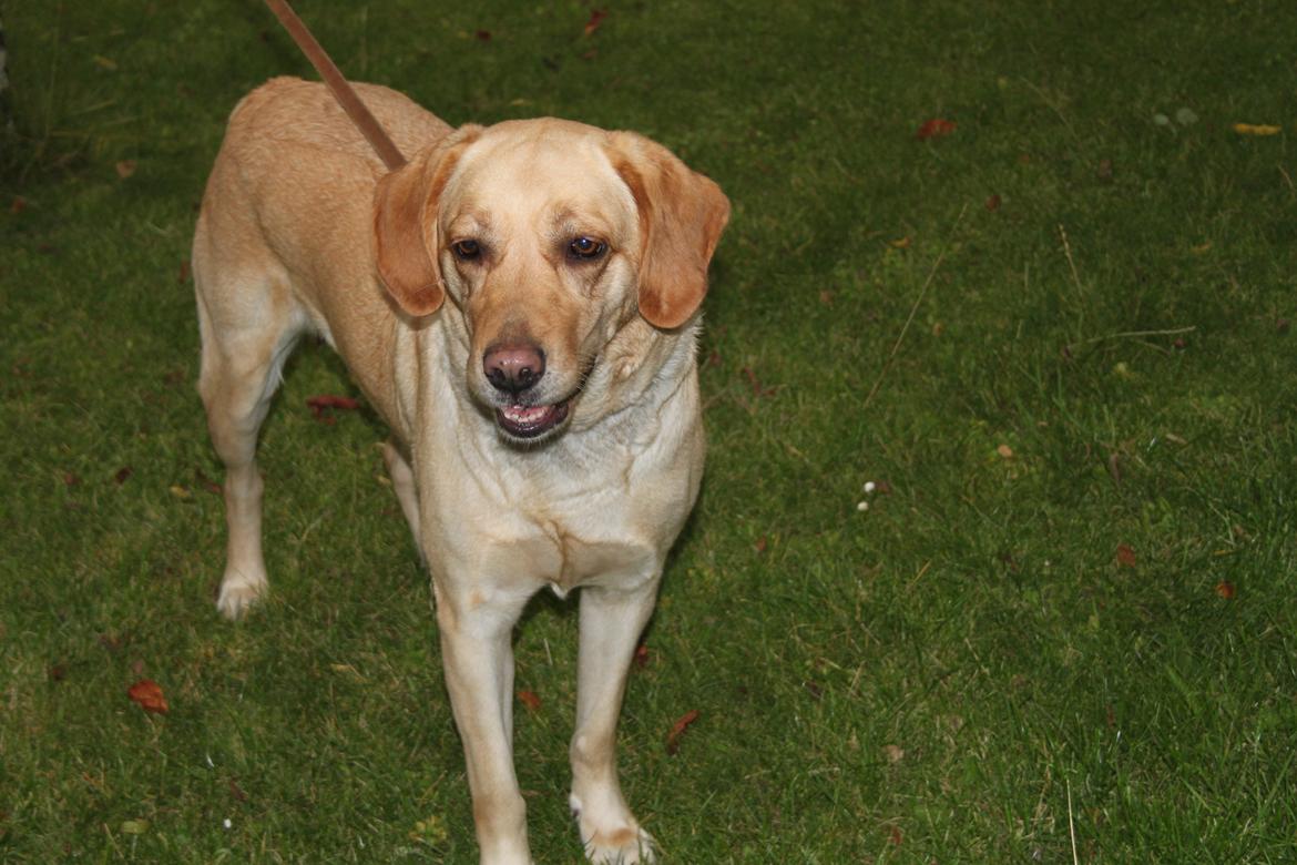 Blanding af racer lady billede 1