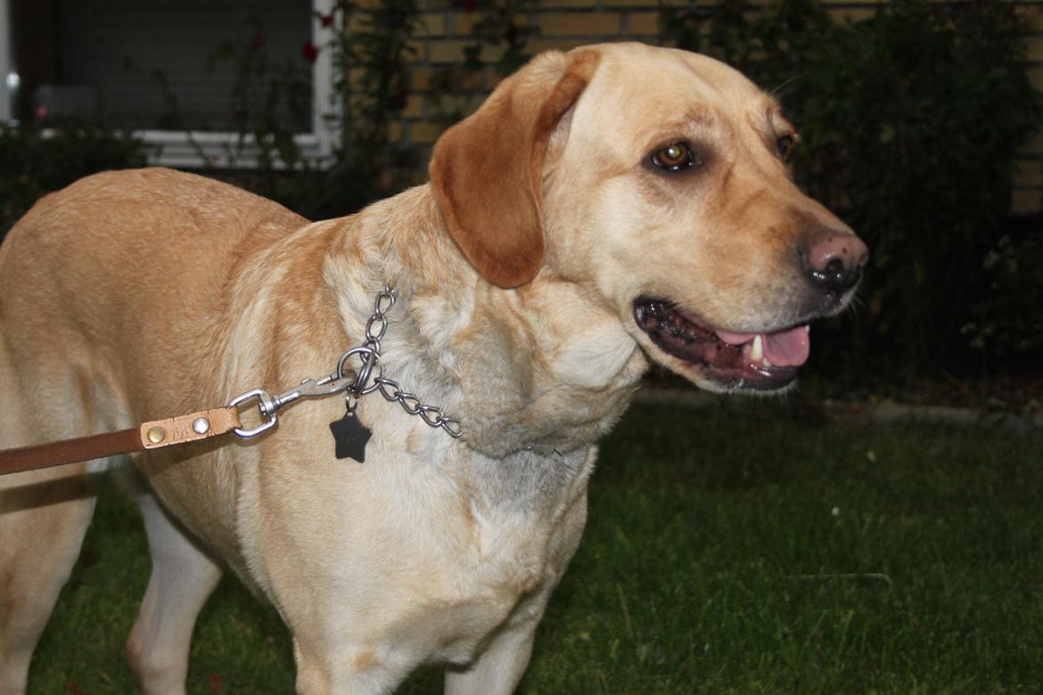 Blanding af racer lady billede 10