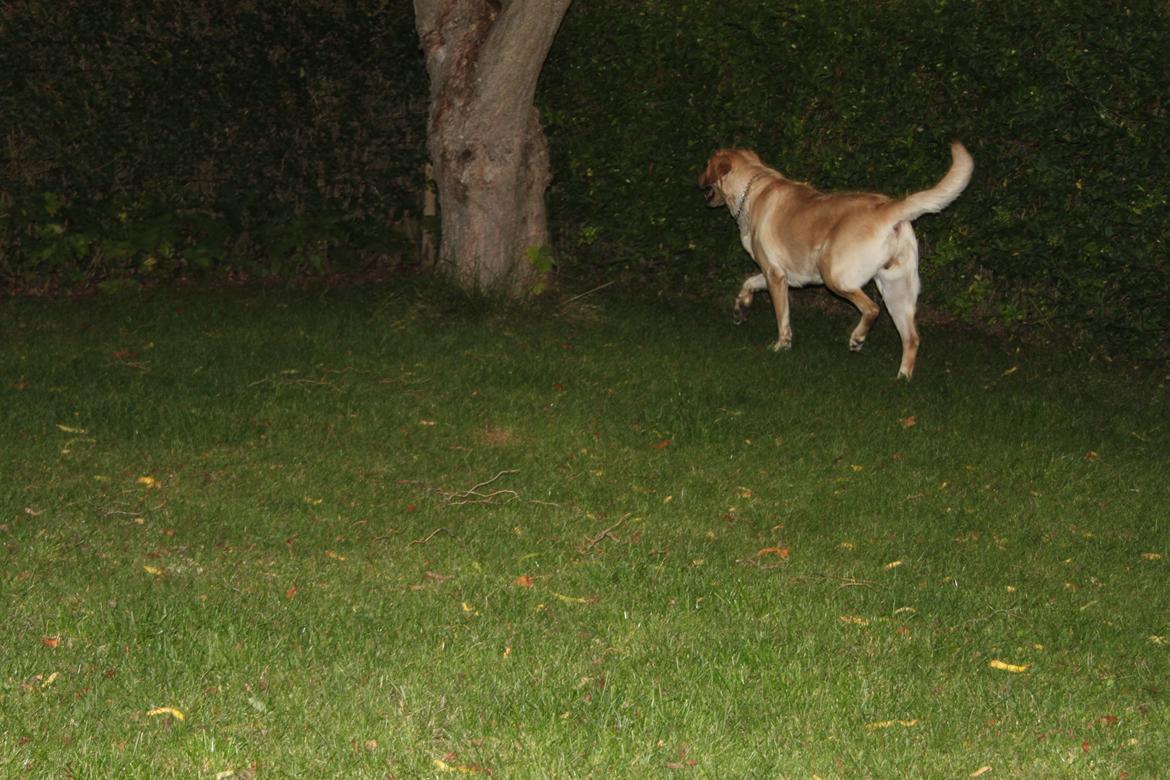 Blanding af racer lady billede 11