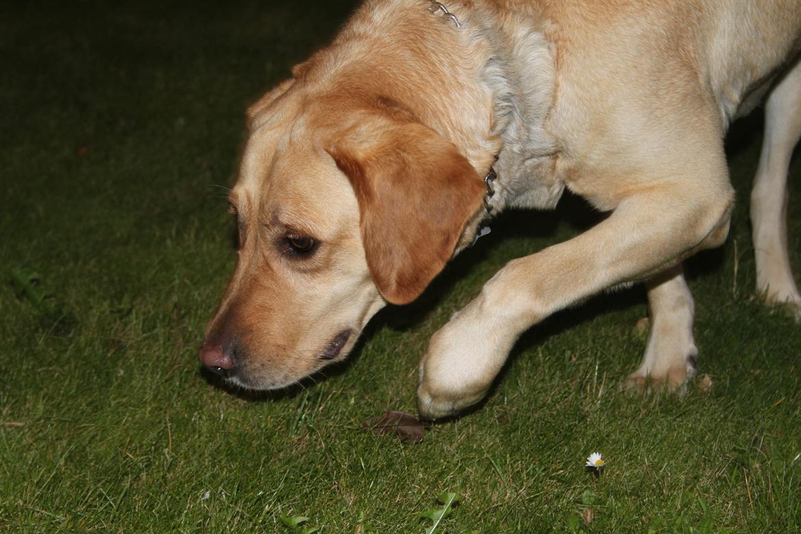 Blanding af racer lady billede 12