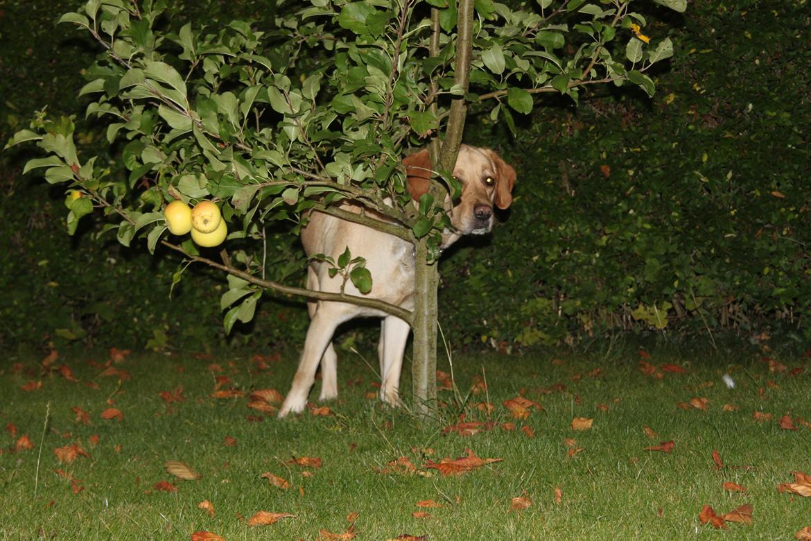 Blanding af racer lady billede 2