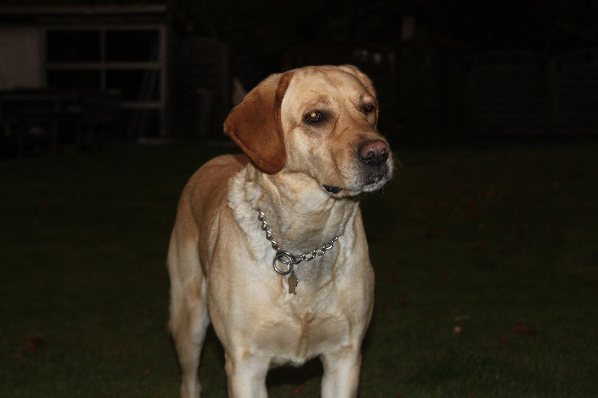 Blanding af racer lady billede 14