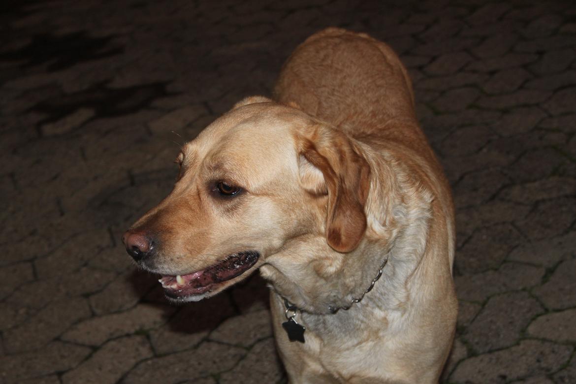 Blanding af racer lady billede 8