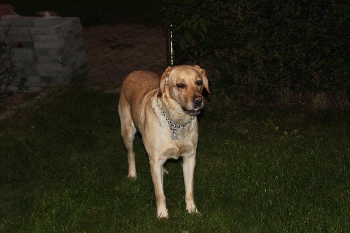 Blanding af racer lady billede 15