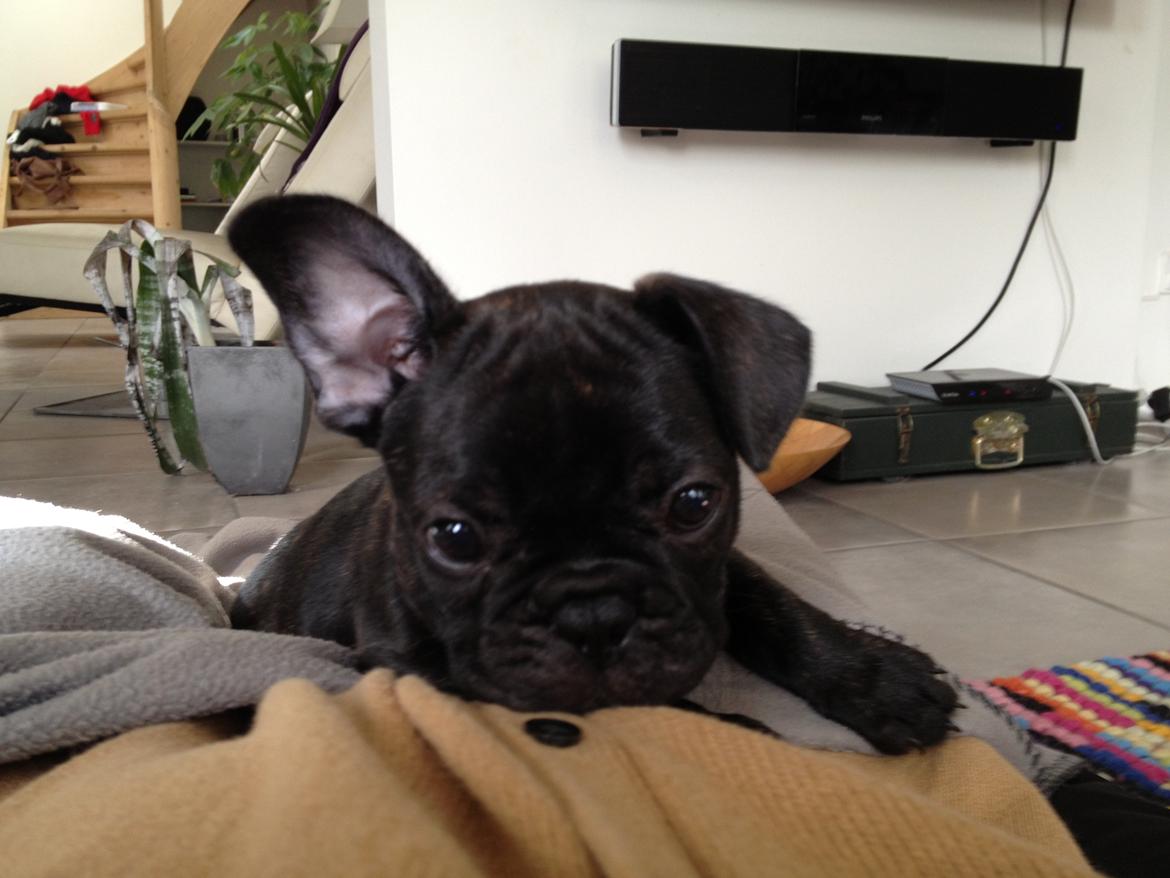 Fransk bulldog Humphrey Bogart billede 2