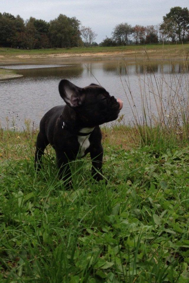 Fransk bulldog Humphrey Bogart billede 1