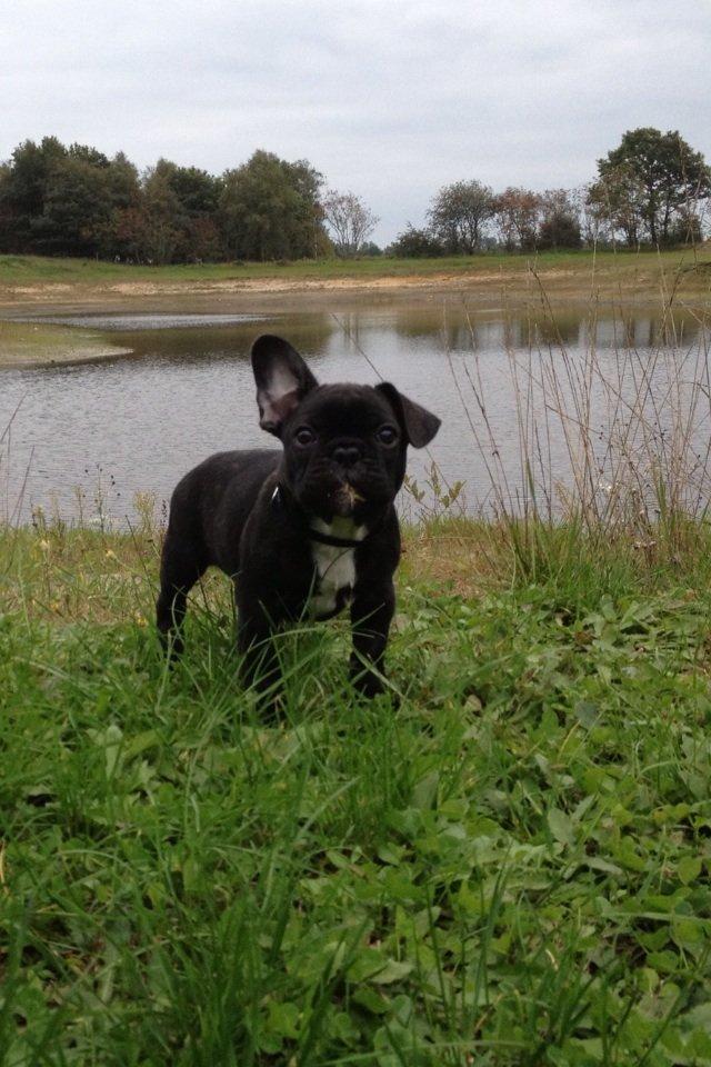 Fransk bulldog Humphrey Bogart billede 3