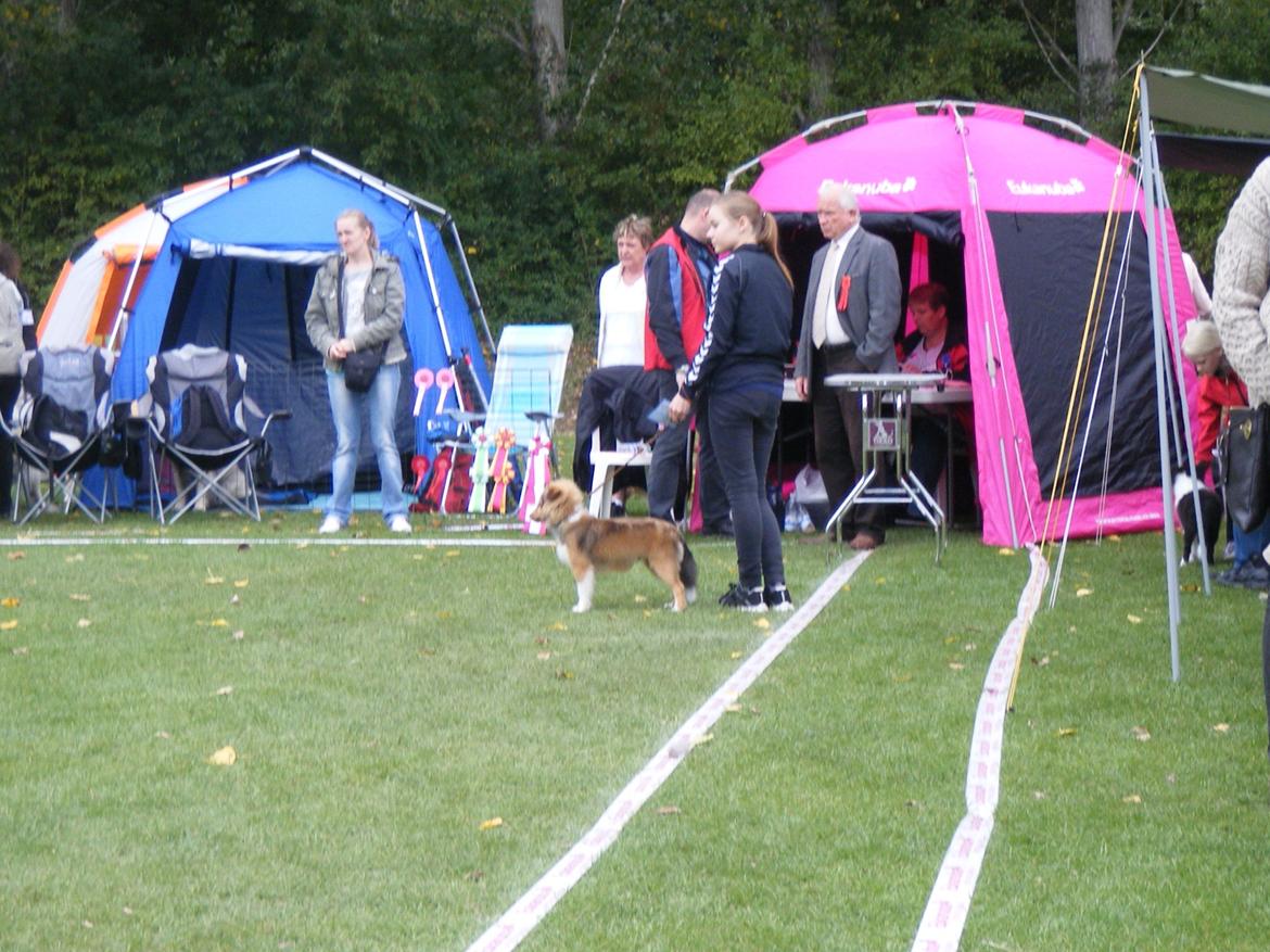 Shetland sheepdog Malik - Ballerup udstilling
(jeg undskylder for at billederne er i så ringe kvalitet :/) billede 17